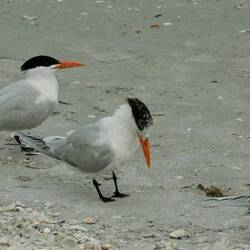 Royal Terns
