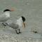 Royal Terns