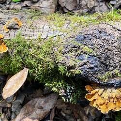 Soviel Leben im Wald