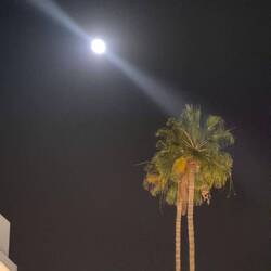 Supermond über Palmen