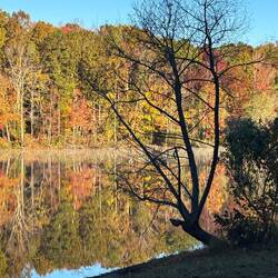 Leafless tree silhouette