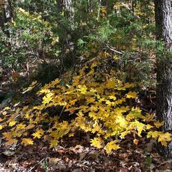 Yellow in morning sun