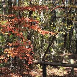 Latge lesves on a tree I don't know