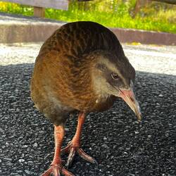 Weka