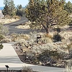 Nix los, so haben Rehe die Anlage übernommen.