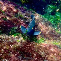 I'd kiss this one but it might bite my lip