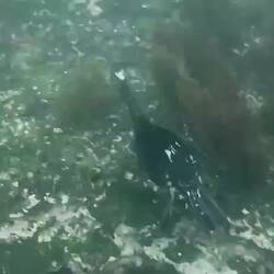 A sneak preview of the GoPro collection