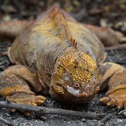 The larger land iguana