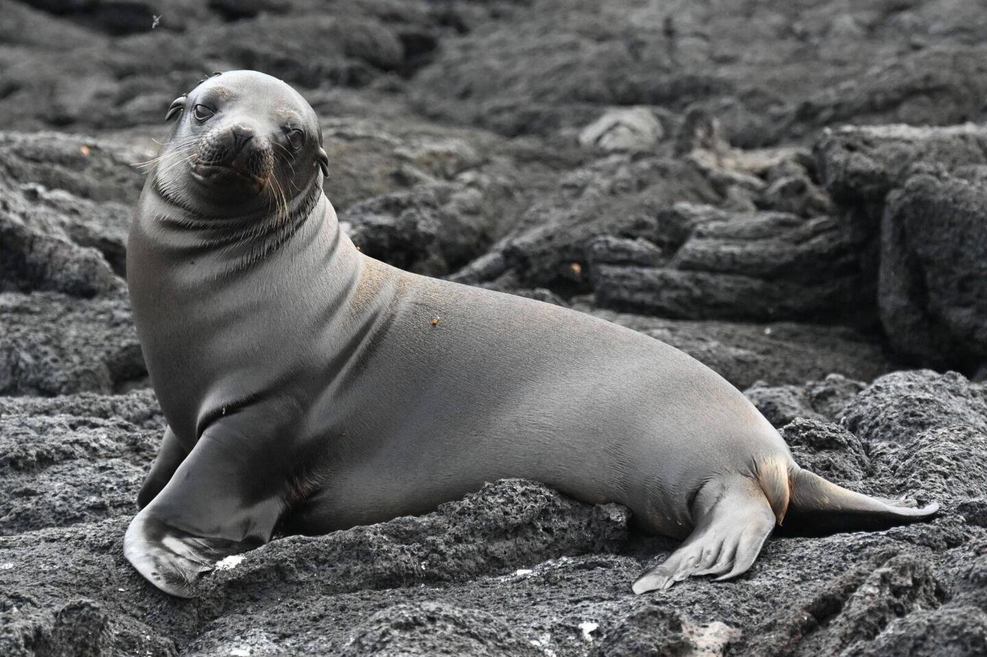 The sheen is all class