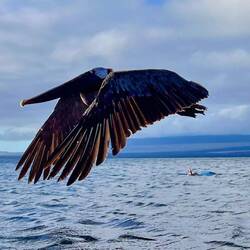 The pelicans here are much more appealing