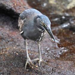 Mr lava lava. The lava heron
