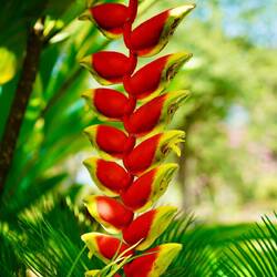 Exotische Blüten überall