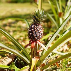 Ananas