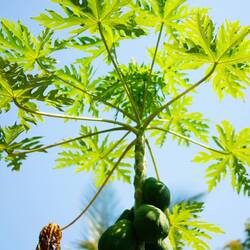 Papaya's