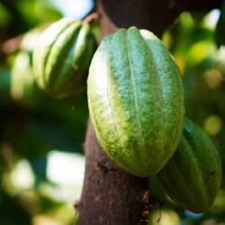 Cacao