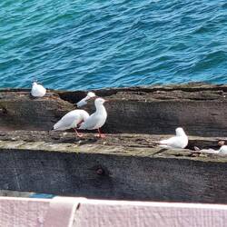 Seagulls nest here in the old jetty timber.