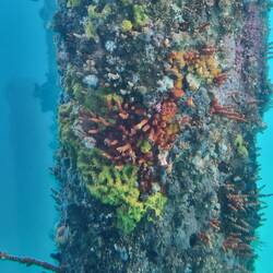 Live coral on the poles.