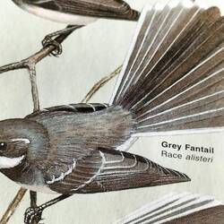 Grey Fantail