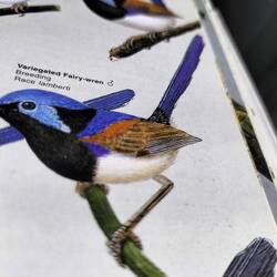 Variegated fairy- wren, mannetje