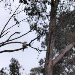 Kookaburra, te ver weg weer