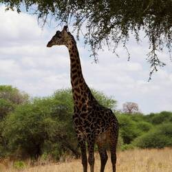 Giraffe