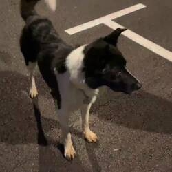 ..aber Hunde untereinander haben sowieso ihre eigene Körpersprache 🐾🐾🫶