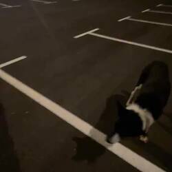 ..etwas schwierig, Bordercolli Burgo versteht Spanisch 😅