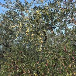 Olive trees