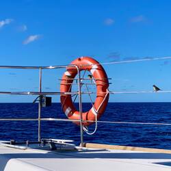 Mitten auf dem Meer chillten Vögel bei uns