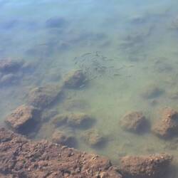 Peschiere (con pesci😂)