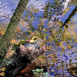 Another turtle, just a wee bit smaller. See it?