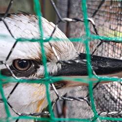 A kookaburra -- native to Australia.