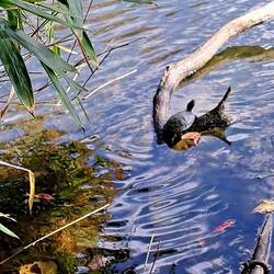 Turtle-spotting: a favorite hobby of ours.