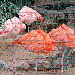 An odd find: a small zoo in the park. Brilliantly colored (folded) flamingos here.