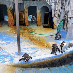 And of course there are penguins in an out-of-the way Japanese zoo. Why not...?