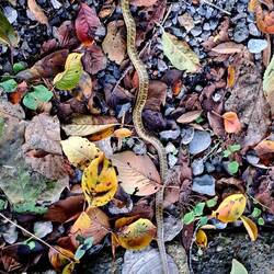 ... that we were surprised to find we were sharing w/ a few of these guys. 🐍 ick.