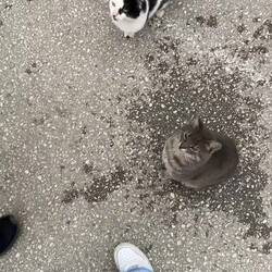 Gesellschaft beim Mittagessen