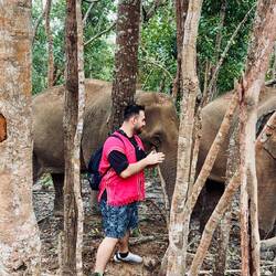 die Elefanten auf der Suche nach Wurzeln