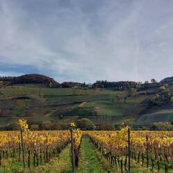 Nogle vinplanter har stadig sine gule efterrårsblade