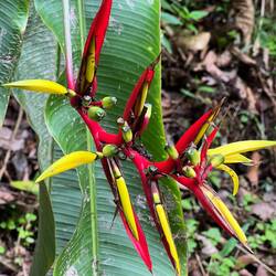 Beautiful flower in the cloud forest