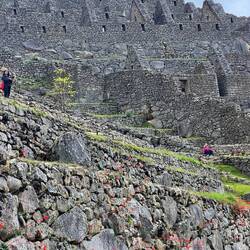 Today's flowers with 600 years old buildings