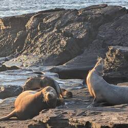 Completely oblivious to humans.