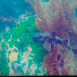 3 sharks: tick! But no rays: next time