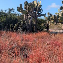 Another island another microclimate and landscape