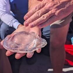 Jason offered this around before remembering it has a stinger!