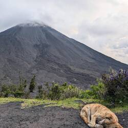 Fotos von den Doggos gehören immer dazu!