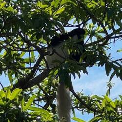Colobus Monkey