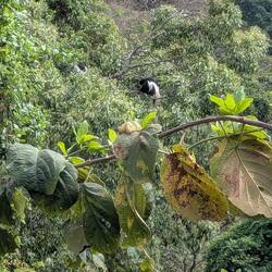 Colobus Monkey