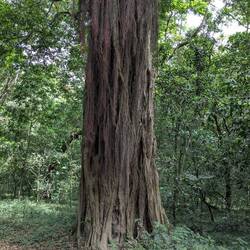 Strangler Fig