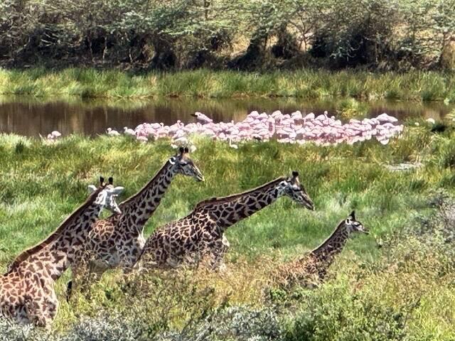 Flamingoes and Giraffes